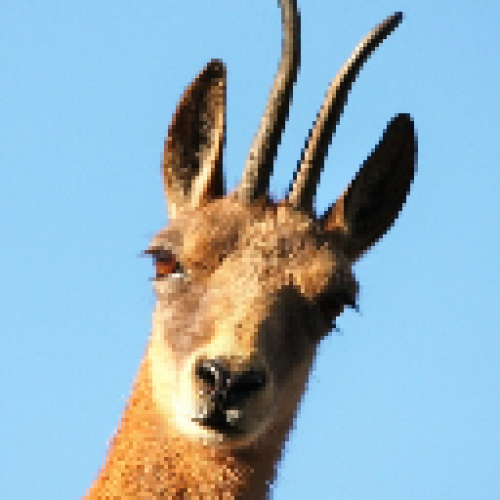 Profile