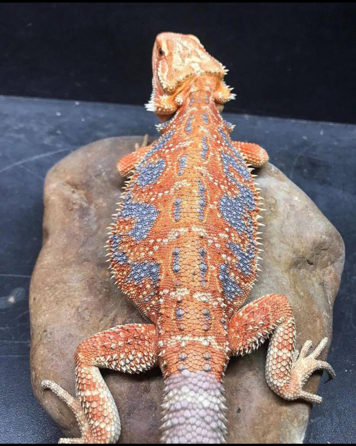 Profile